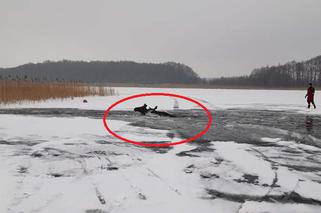 Warmińsko-mazurskie. Pod łosiami załamał się lód na jeziorze Kisajno! [ZDJĘCIA]