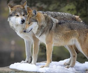 Mamo, czy zwierzęta też obchodzą walentynki? Odpowiedź brzmi: tak