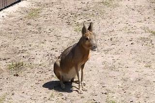 W toruńskim zoo zamieszkały kolejne zwierzęta. To urocze mary patagońskie