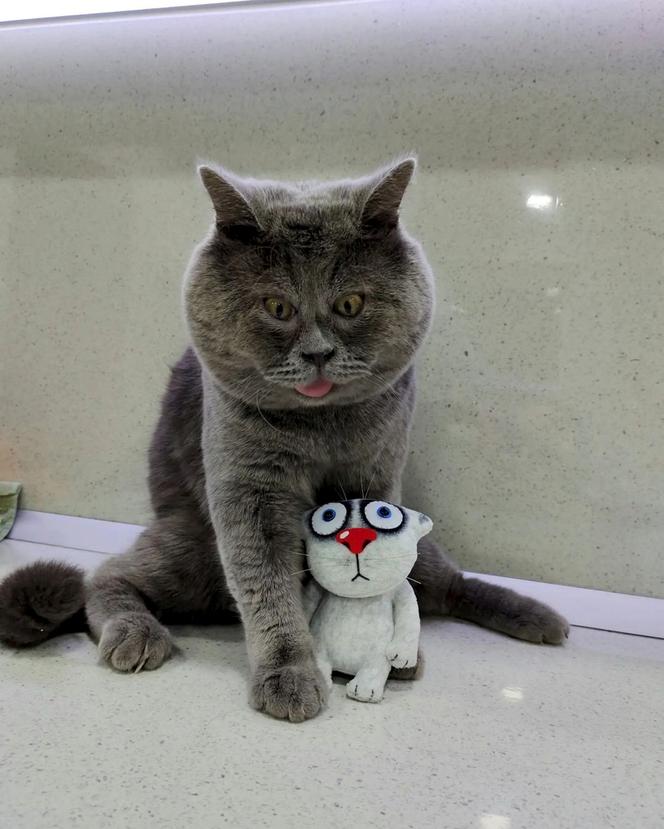 Nowy najśmieszniejszy kot świata! Padniesz, gdy go zobaczysz