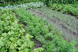 Współrzędna uprawa warzyw - jakie warzywa sadzić obok siebie