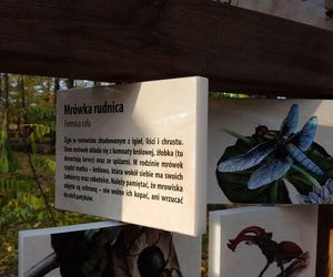 ​Statek dla dzieci w Parku Tysiąclecia w Lesznie odzyska dawny blask. Wymienią stare elementy placu zabaw, dołożą nowe