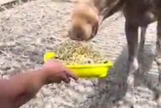 Weterynarz je śniadanie z łosiem