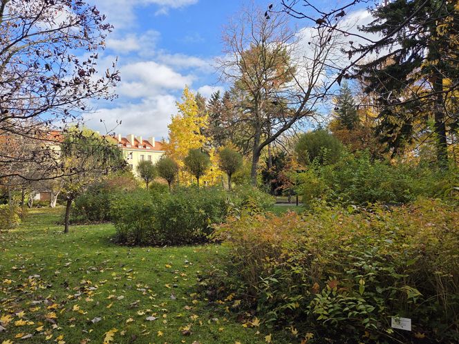 Jesień w Ogrodzie Botanicznym UKW. To ostatnia szansa na spacer wśród złotych liści!