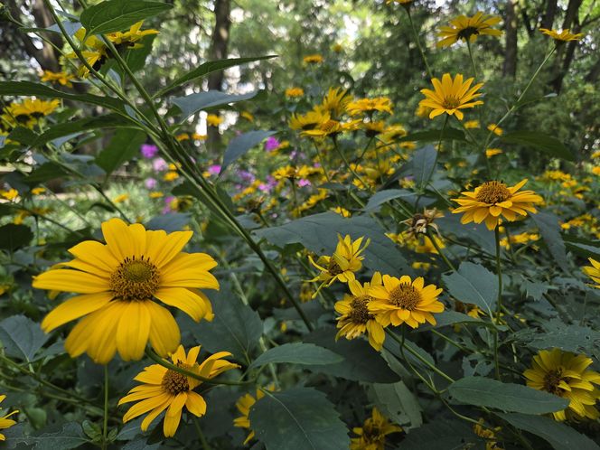 Letni spacer w zielonym sercu Bydgoszczy. Ogród Botaniczny UKW zaprasza!