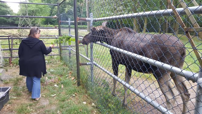 Mała samiczka łosia zgubiła mamę. Schronienie znalazła w bydgoski zoo [ZDJĘCIA, WIDEO]