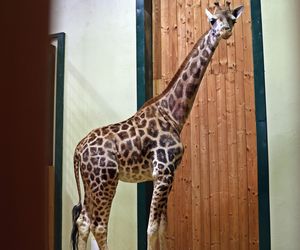 Nowa żyrafa w gdańskim ZOO