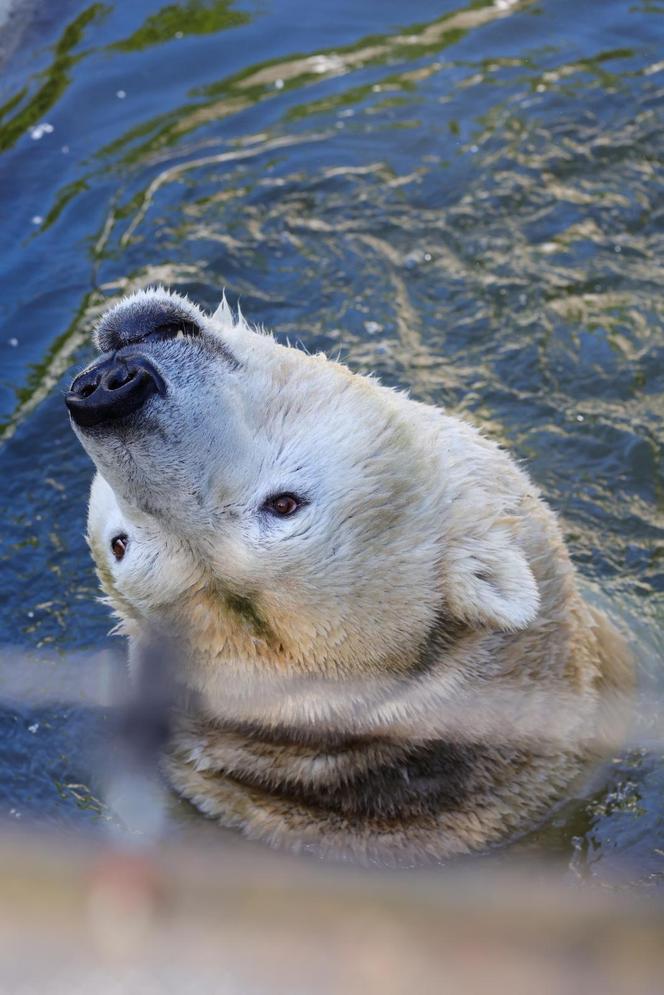 Niedźwiedzie polarne z Warszawskiego ZOO