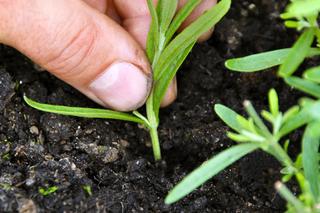 Rozmnażanie lawendy