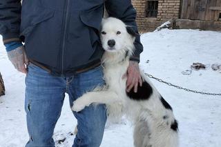 Śląskie. Wygłodzony pies rasy border collie na łańuchu trząsł się z zimna. W domu przebywały dwa yorki