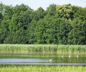 Z Wrocławia na weekend. Stawy Milickie: odwiedź perłę Doliny Baryczy !