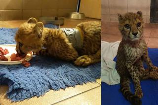 Gepardziątko z zoo w Warszawie ma problemy ze zdrowiem! Ta historia chwyta za serce
