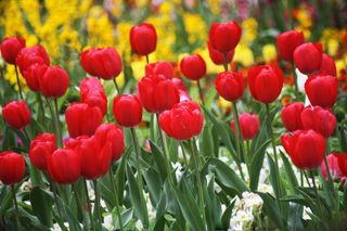 Tulipan - Tulipa