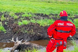 Kolos utknął w błocie. Wyciągać go musiało 10 osób!