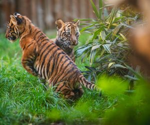 Niesamowite narodziny we wrocławskim zoo. Na świat przyszły cztery tygrysy sumatrzańskie 