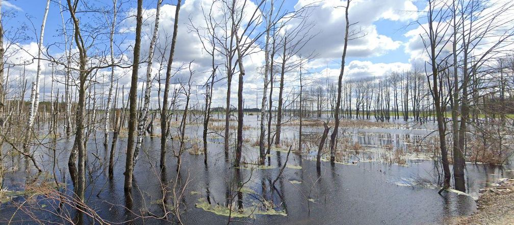 Zatopiony las woj. lubelskie