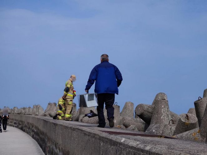 Pies uwieziony na falochronie.