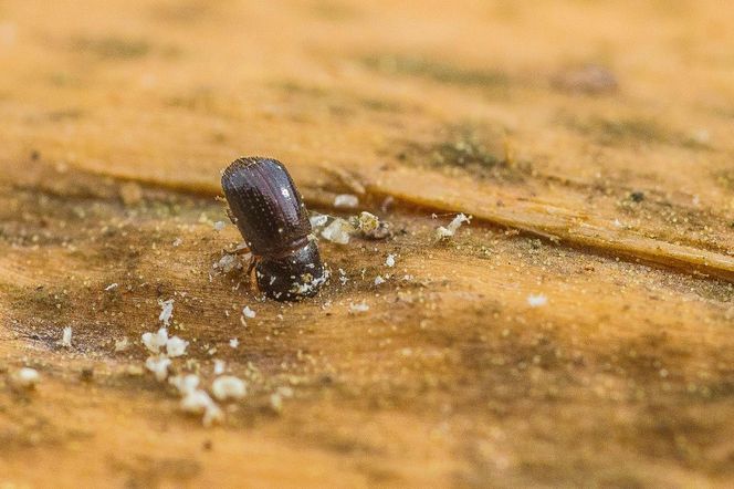 Leśnicy wyłapują groźne owady