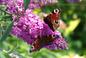 Budleja Dawida ślicznie kwitnie i wabi motyle! Sprawdź, jak uprawiać budleję w ogrodzie