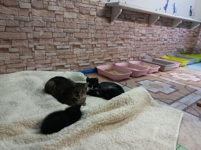 Poszukiwani wolontariusze do pomocy w Kociarni w Lesznie