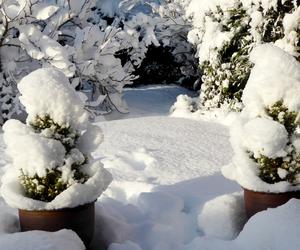 Śnieg w ogrodzie