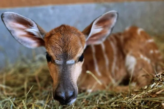 W bydgoskim Zoo przyszła na świat mała antylopa. Ma na imię Nutella