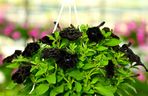 Czarna petunia