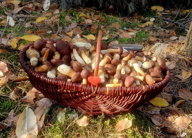 Prawdziwe skarby jesieni. Listopad to idealny czas na grzyby w Świętokrzyskiem? [Zdjęcia Waszych zbiorów]