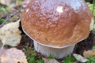 Muzyk Janusz Stasiak zbierał grzyby w Świętokrzyskiem