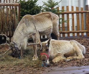 ZOOPARK w Lublinie. „Postawiliśmy na polski las. Chcemy promować nasze zwierzątka”