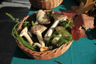 Wystawa „Poznaj grzyby – unikniesz zatrucia” na pl. Teatralnym w Lublinie