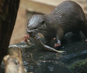 Pokazowe karmienia w Orientarium Zoo Łódź