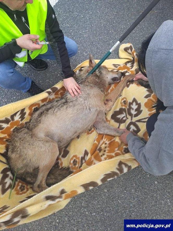 Policjanci z Ostródy pomogli rannemu wilkowi