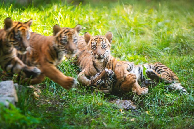 Niesamowite narodziny we wrocławskim zoo. Na świat przyszły cztery tygrysy sumatrzańskie 