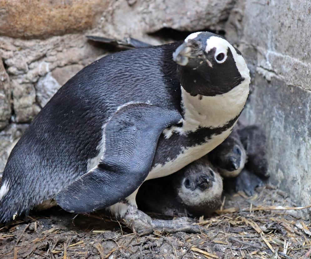 W gdańskim zoo wielkie świętowanie. Na świat przyszło 15 nowych zwierzaków