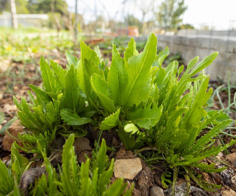Najlepsza roślina na przeziębienie. Dodaj do kanapek albo zrób syrop, zatoki odczują ulgę