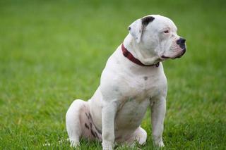 Buldog amerykański