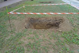 Nasadzenia drzew przy ulicy Piłsudskiego