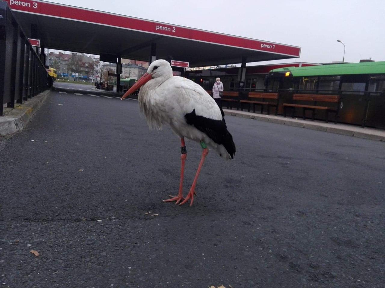 Słynny bocian ze Śródki złapany! Ptak spędzi zimę w ogrodzie zoologicznym