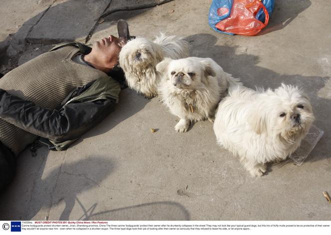 Psiaki pilnowały pijaczka 