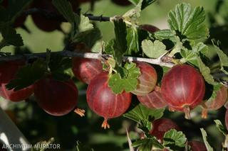 Agrest ‘Czerwony Triumf’ - Ribes uva-crispa ‘Czerwony Triumf’