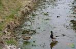 Nowy park w Olsztynie. Są ławeczki, miejsca do grillowania, plac zabaw [ZDJĘCIA]