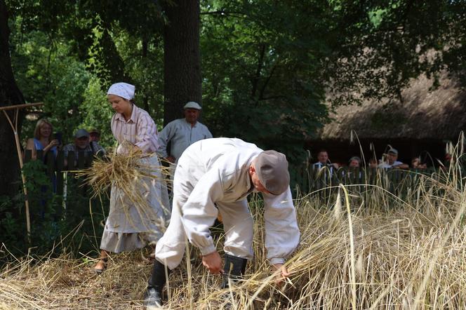 Tak wyglądało kiedyś żniwowanie na polskiej wsi