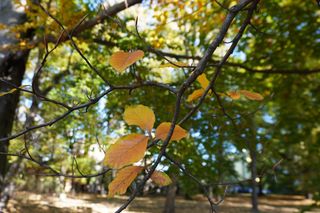 Złota polska jesień w parku na Bronowicach w Lublinie