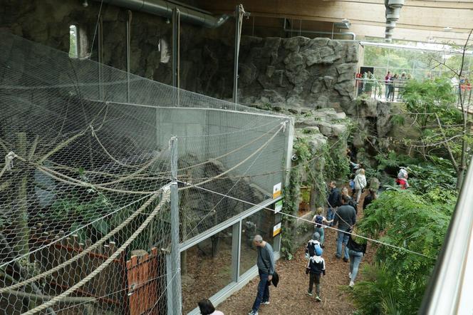 Śląski Ogród Zoologiczny ma się czym pochwalić. TOP 10 ciekawostek