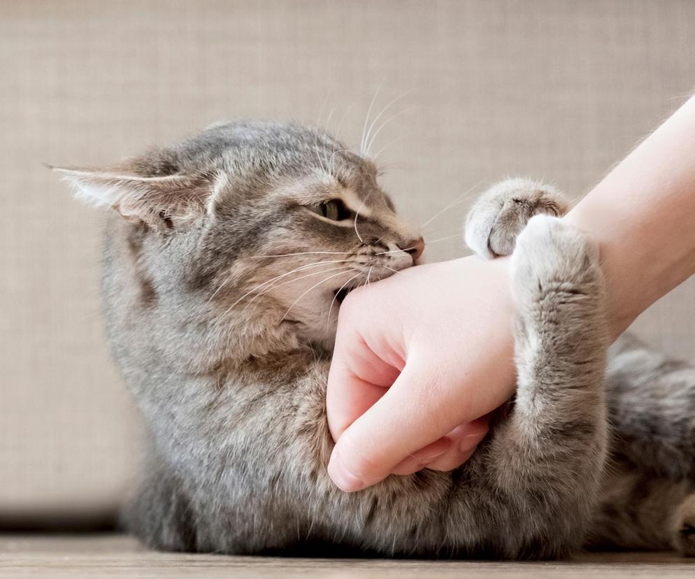 Kot gryzie Cię podczas głaskania? Nie ignoruj tego. Chce Ci przekazać ważną wiadomość