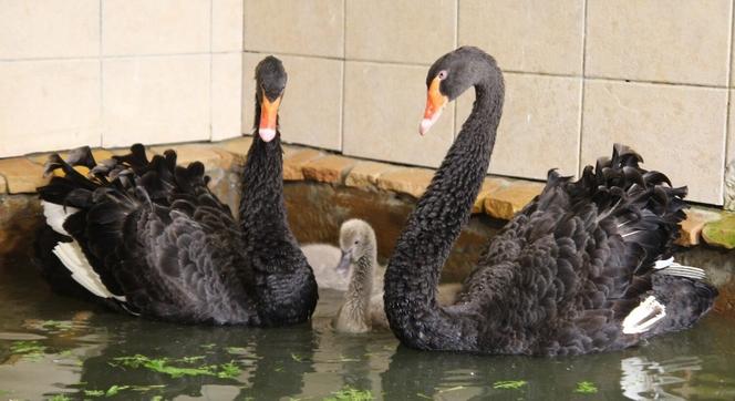 Maluszki w warszawskim ZOO