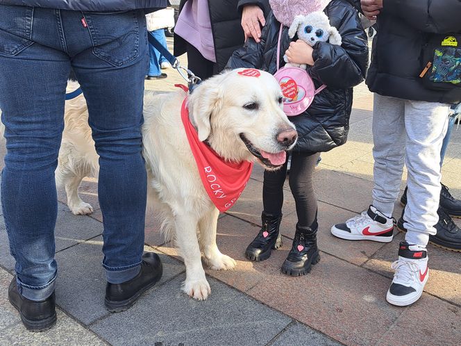 33. Finał WOŚP z grupą krakowskich Golden Retrieverów