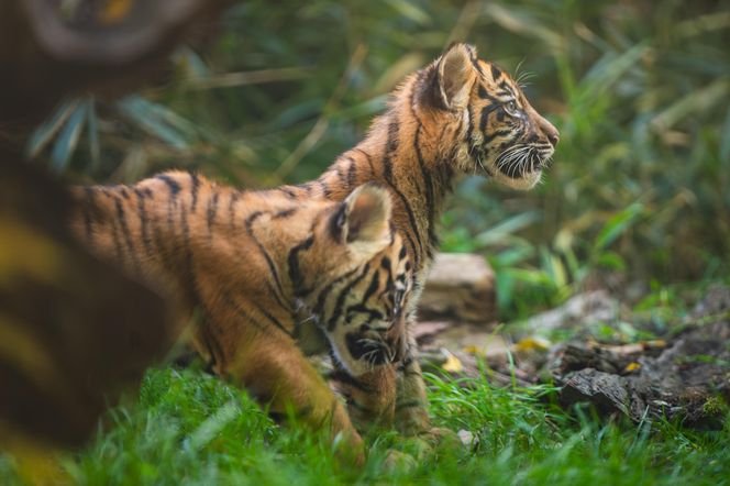 Niesamowite narodziny we wrocławskim zoo. Na świat przyszły cztery tygrysy sumatrzańskie 