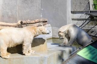 Niedźwiedzie polarne wyprowadzają się z Warszawskiego ZOO. Trafią do nowego domu